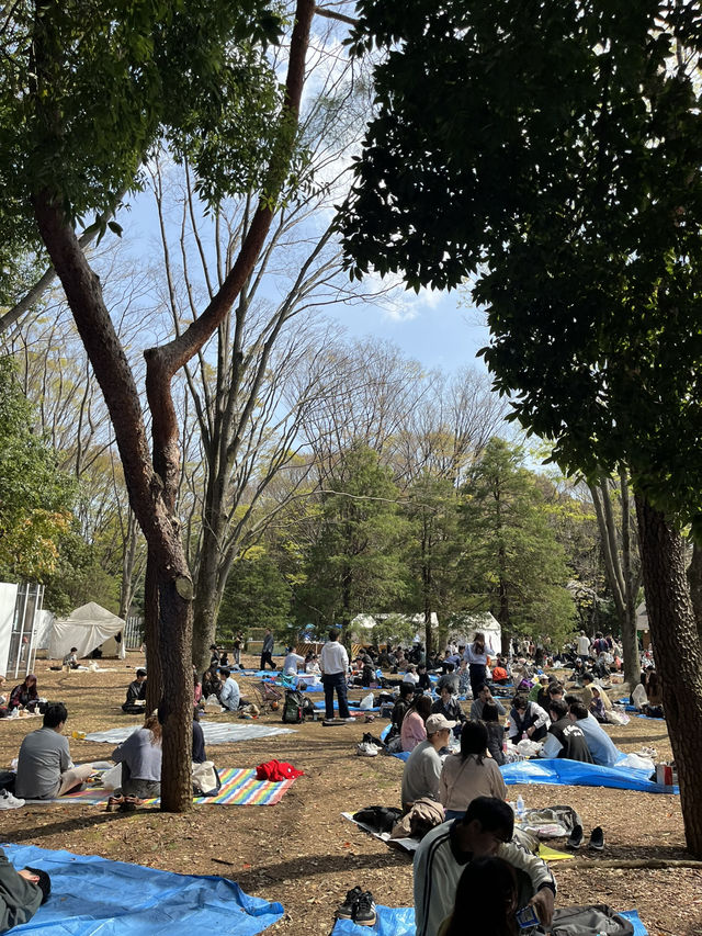요요기공원 꽃놀이🌸🧺