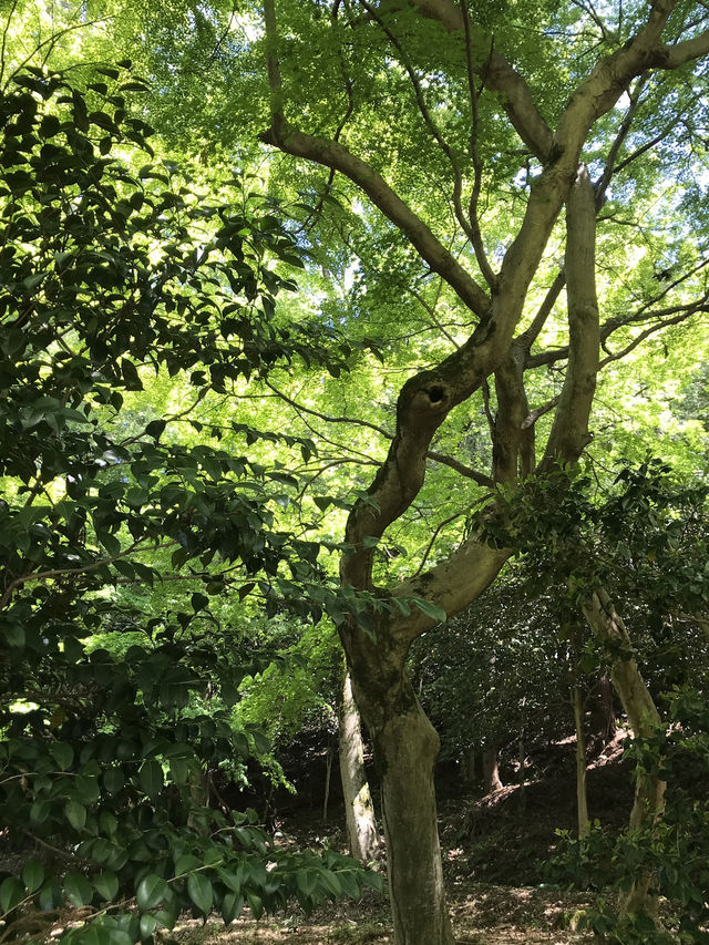 【青岸寺の苔の庭で深呼吸をしませんか。滋賀県　米原市 】