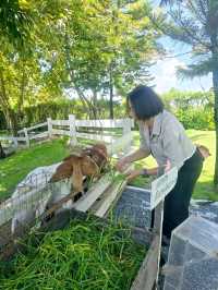 Montreux Cafe and Farm
