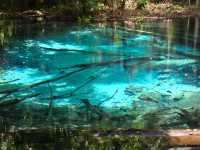 emerald pool nice visitation 
