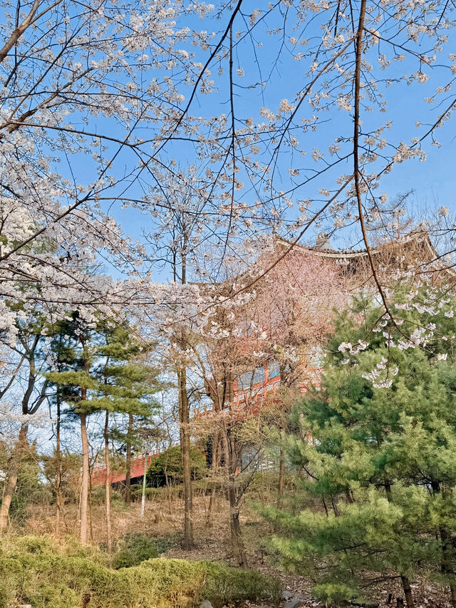 벚꽃이 아름다운 서울 공원🌸