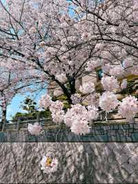 【福岡】川縁から見上げる桜のトンネル🌸