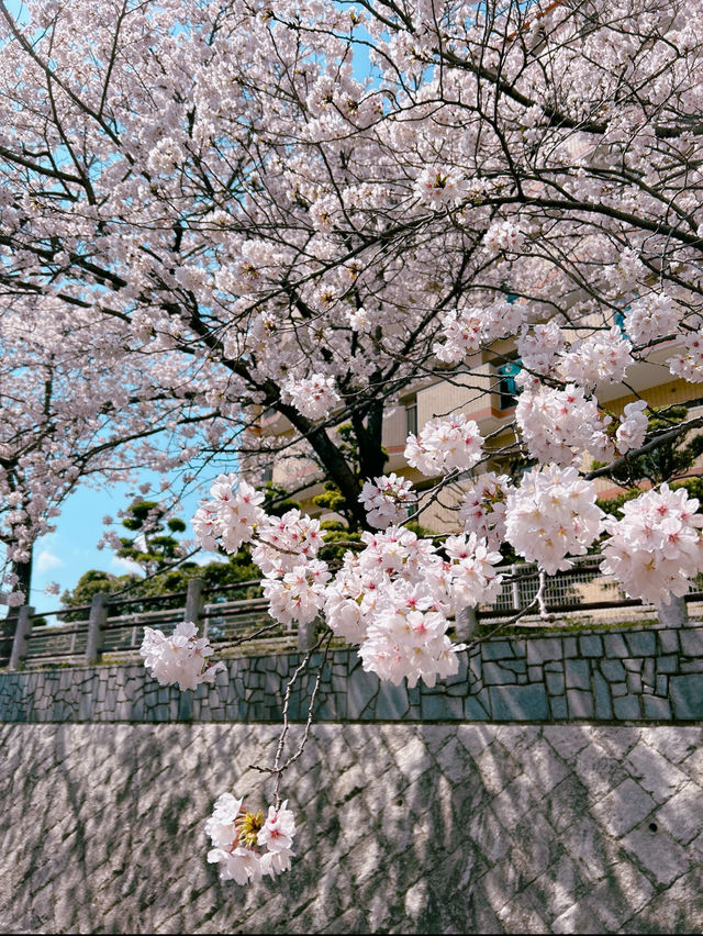 【福岡】川縁から見上げる桜のトンネル🌸