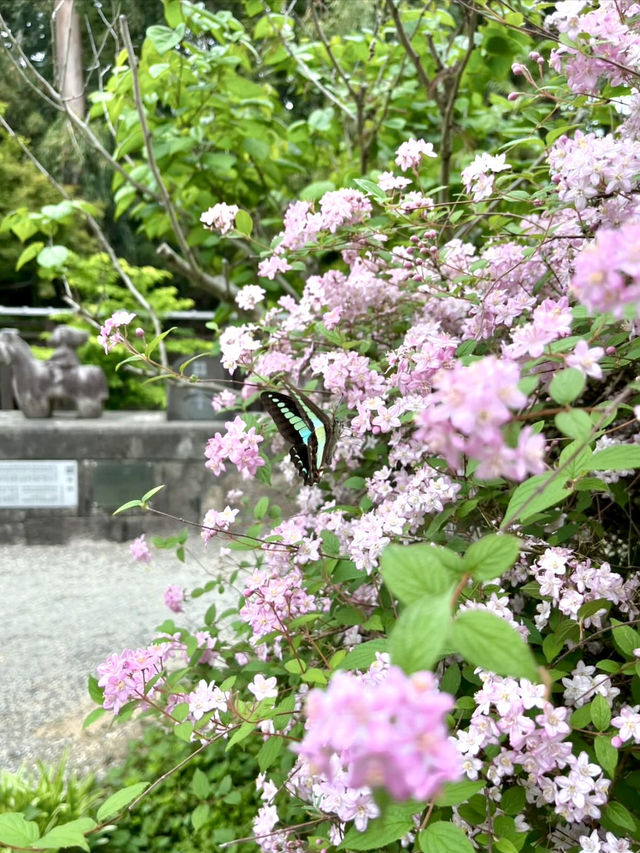 A Flower Lover’s Paradise at Sasaki Shrine
