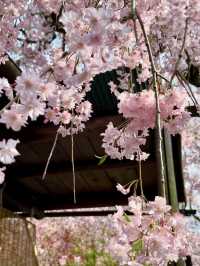 Cherry Blossoms in Full Bloom at Haradani-en