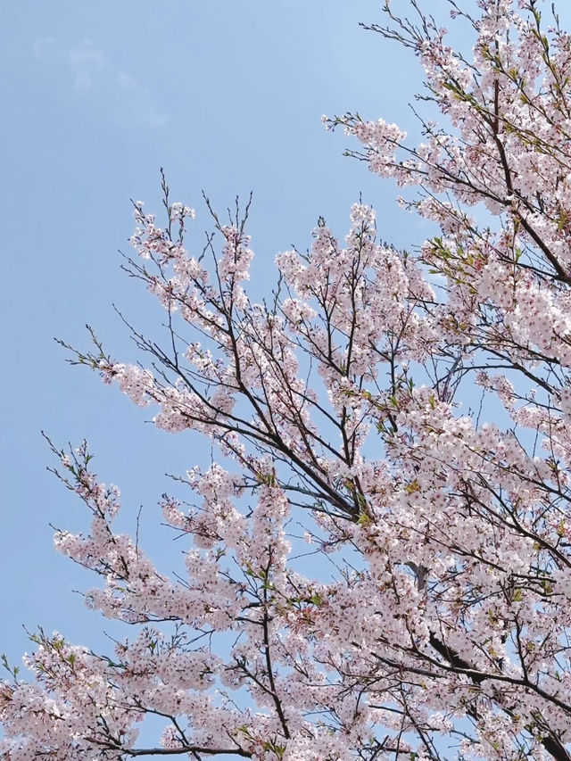 : 제주 가볼만한 곳 : 제주 용연계곡 / 용연구름다리