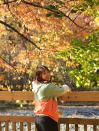 Arrowtown in Autumn – A Magical Blend of Nature, Culture, and Festive Vibes🍂