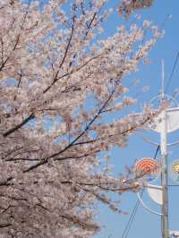서울 도심 속 벚꽃 힐링 산책길🌸, 안양천