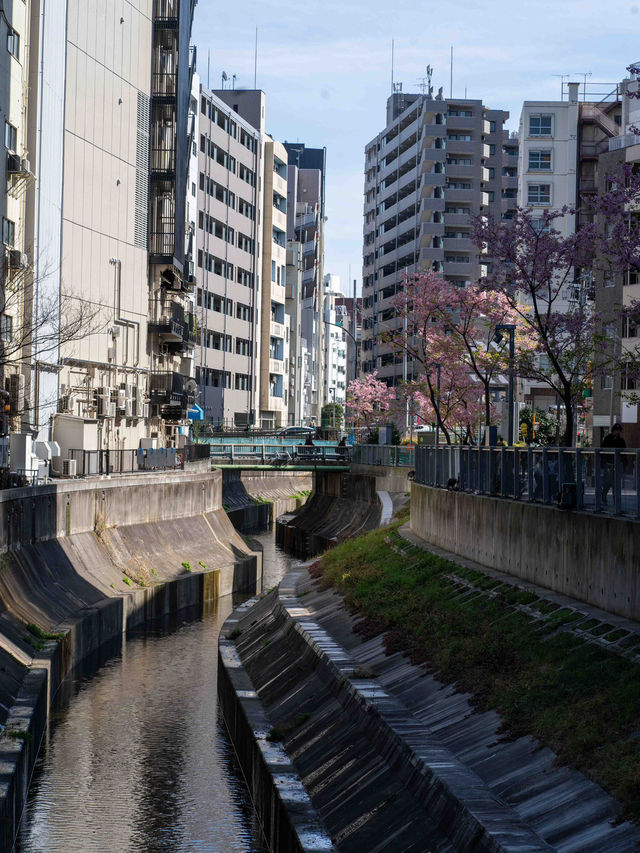 人が少なくねらい目！渋谷川の桜🌸