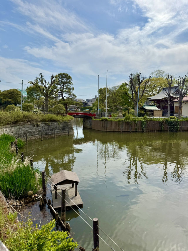 A Peaceful Spring Walk at Himonya Park🍃