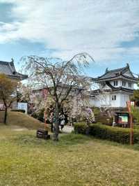 【桜🌸】舞鶴公園