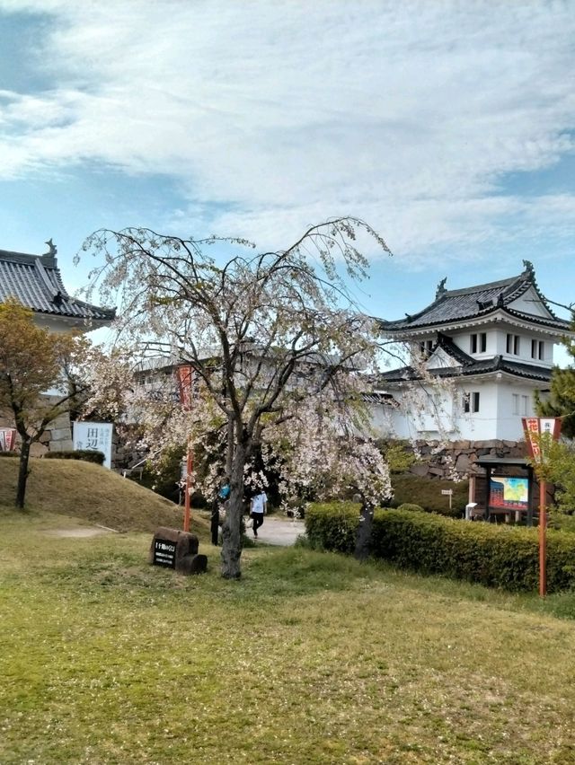 【桜🌸】舞鶴公園