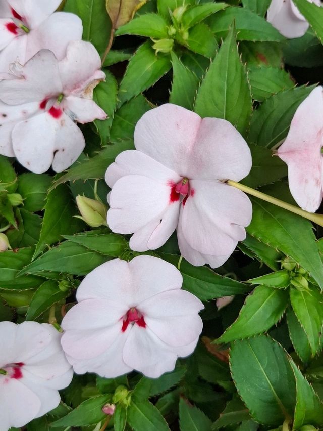 Xiamen Botanical Garden