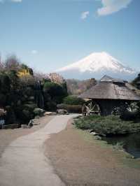 mountaim fuji with cherry blossom season 