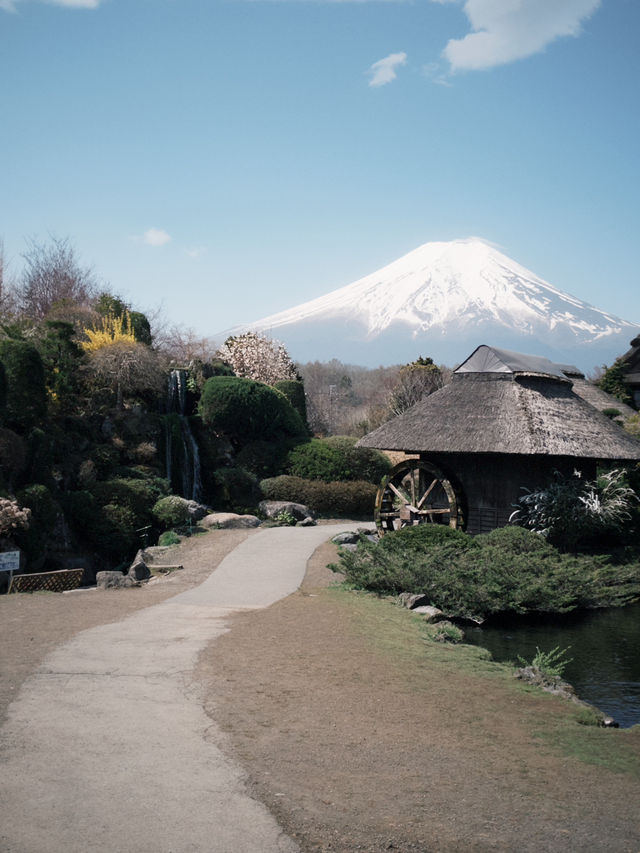mountaim fuji with cherry blossom season 