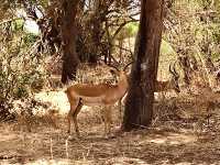 Tarangire 國家公園｜坦尚尼亞經典野生動物天堂