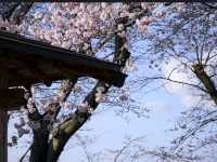 Shiraishi-gawa Tsutsumi Sakura – The Tohoku Region's Most Epic Blossom Avenue