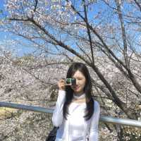 Lotte World Tower / Seokchon Lake Cherry Blossom