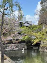 🇯🇵✨【廣島五日四夜暴走旅行團】原子彈遺跡→宮島水上鳥居→兔仔島！交通攻略+打卡秘笈全公開✨🇯🇵   喺屋企啊