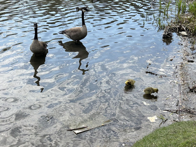 1年間トロントに滞在して！
