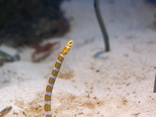 【千葉】きらきらした生き物を見に鴨川シーワールドへ！