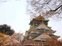 Cherry Blossom Dreams at Osaka Castle Park