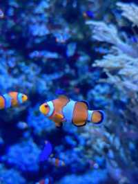 Dive into Wonder: A Journey Through S.E.A. Aquarium