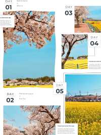 Samcheok Maengbang Canola Flower Fields Travel 