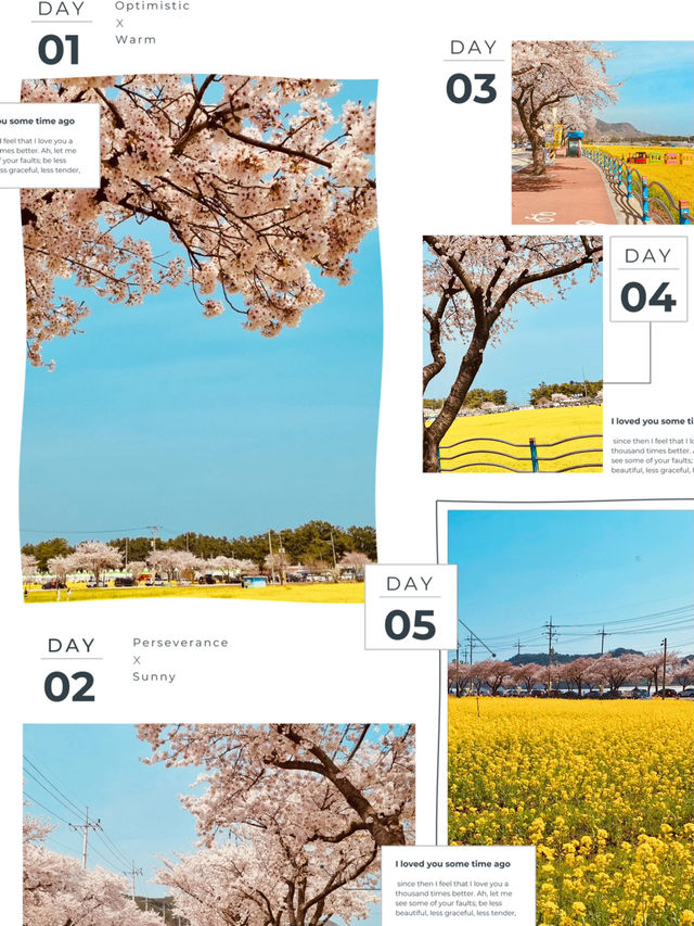 Samcheok Maengbang Canola Flower Fields Travel 