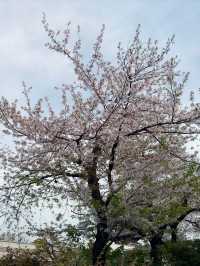 浪漫櫻花之旅：淺草寺一日遊