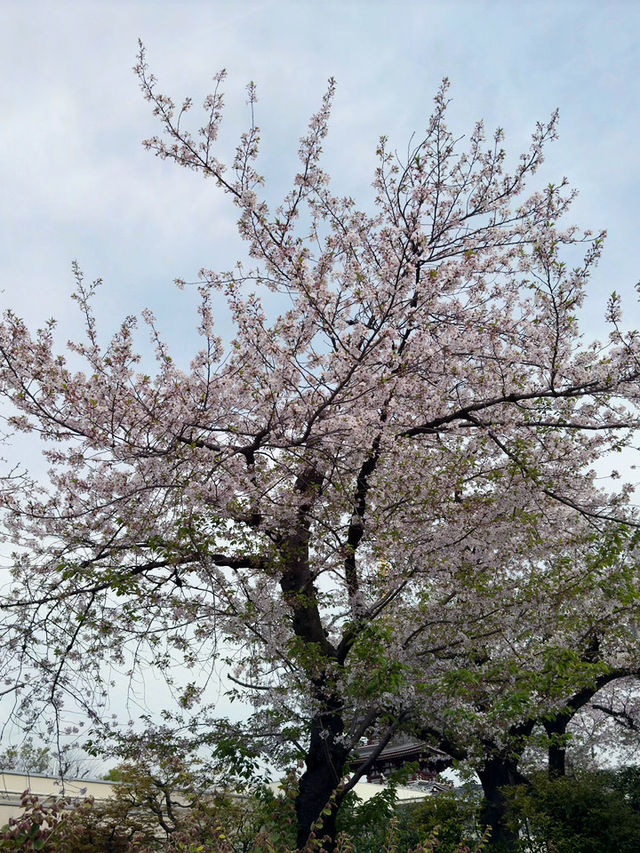 浪漫櫻花之旅：淺草寺一日遊