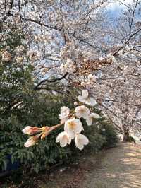 Petals & Paradise: My Cherry Blossom Adventure in Jinhae