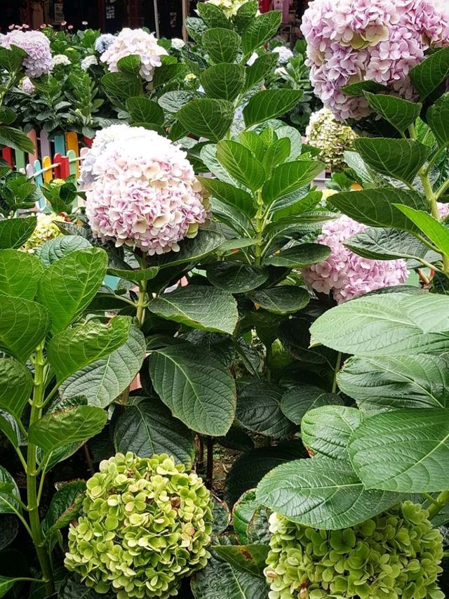 🍓 A Sweet Retreat at Genting Strawberry Leisure Farm!