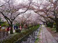 Philosopher’s Path in Bloom: Kyoto’s Most Serene Sakura Stroll