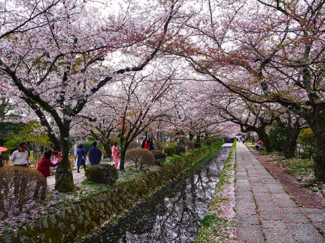 Philosopher’s Path in Bloom: Kyoto’s Most Serene Sakura Stroll