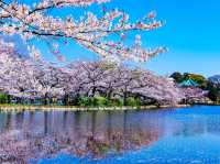 A Magical Day in Ueno Park: My Sakura Adventure in Tokyo