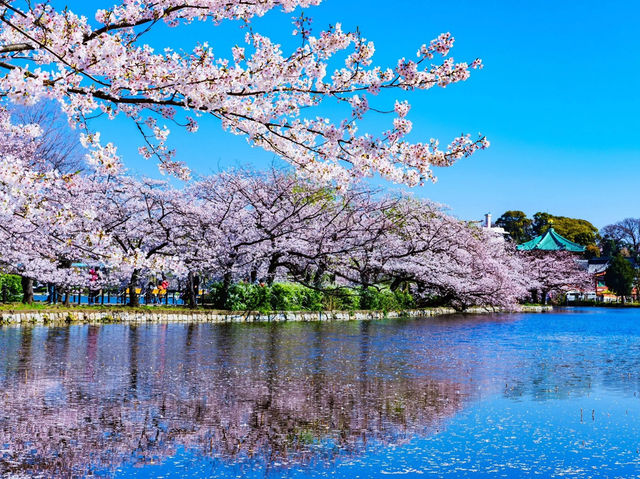 A Magical Day in Ueno Park: My Sakura Adventure in Tokyo