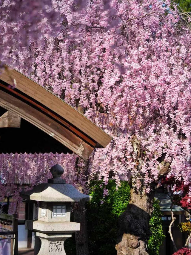 🌸 Morioka — A Hidden Gem for Your Cherry Blossom Journey! 🌸