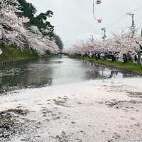【青森】ちょうど見頃！どこを撮っても桜🌸