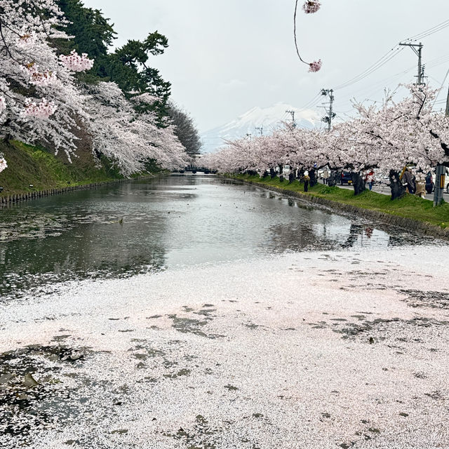 【青森】ちょうど見頃！どこを撮っても桜🌸
