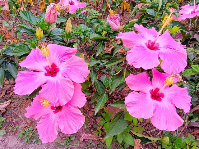 Guangzhou South China National Botanical Garden 