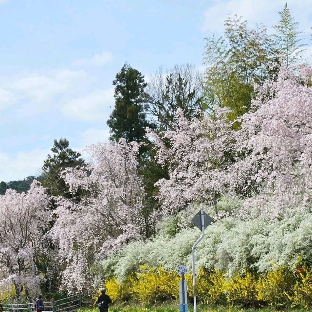 3色混ざったこの景色が美しい