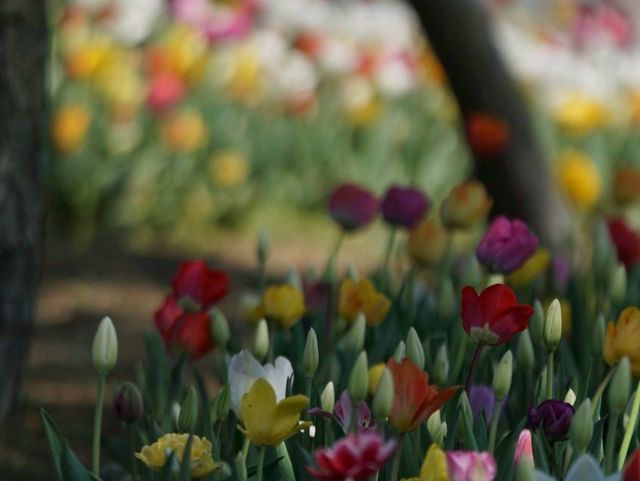 Kkotji Flower Farm in Chungcheongnamdo