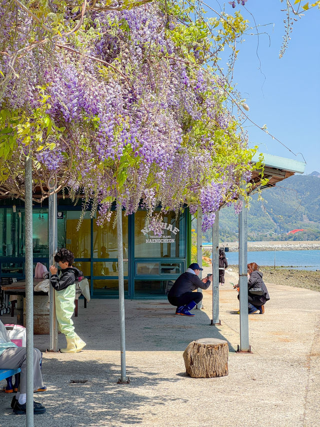 남해 여행 등나무 꽃 명소 냉천어촌체험장💟