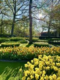 【オランダ】世界最大級のフラワーパーク🌷【キューケンホフ公園】