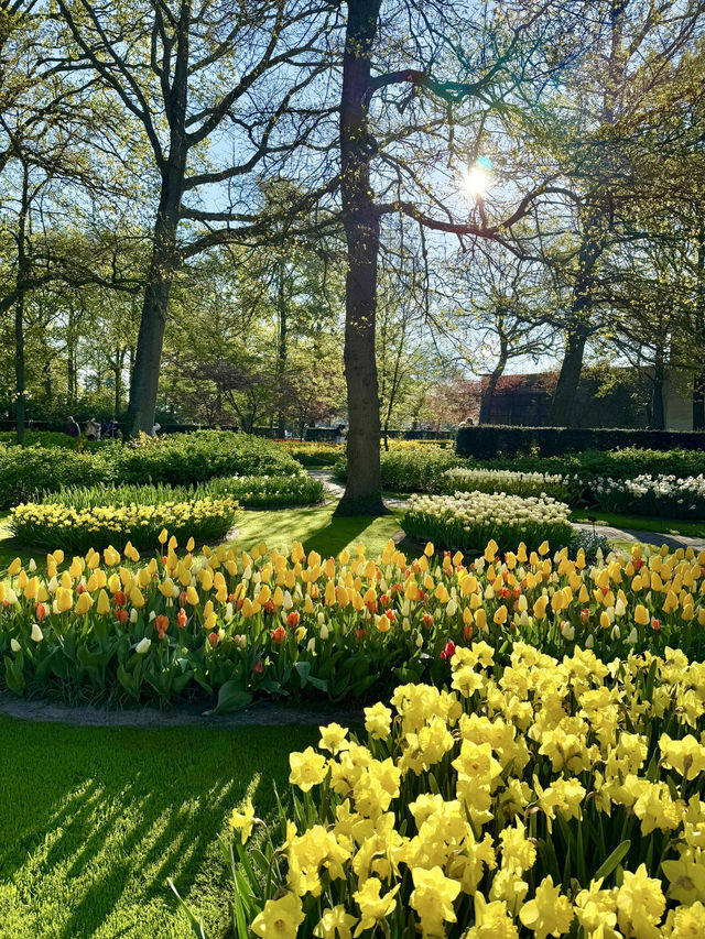 【オランダ】世界最大級のフラワーパーク🌷【キューケンホフ公園】