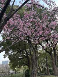 【黄昏時の日比谷公園と日比谷松本楼を歩いて】
