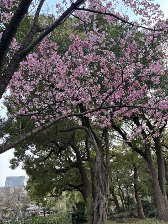 【黄昏時の日比谷公園と日比谷松本楼を歩いて】