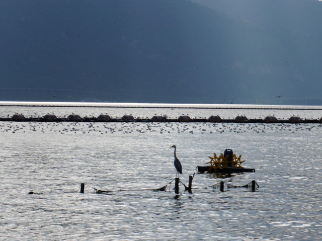 Haidong Wetland Park 