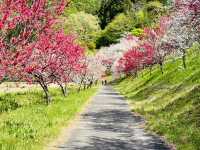 【長野県・花桃の里】まさに桃源郷